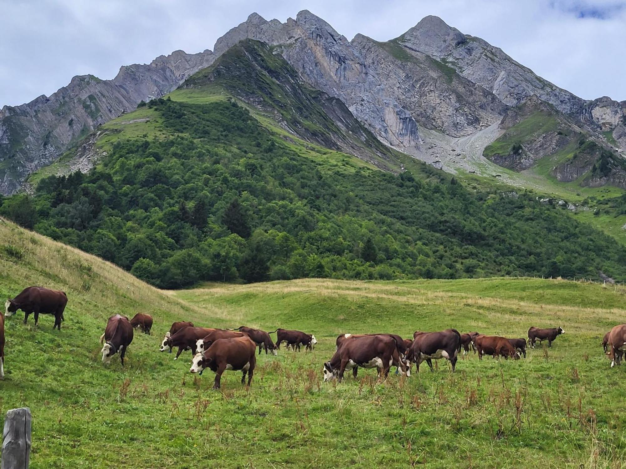 Appartement Cosy Face Aux Aravis رون - ألب المظهر الخارجي الصورة